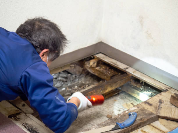 Best Emergency Mold Removal  in Hawaiian Gardens, CA