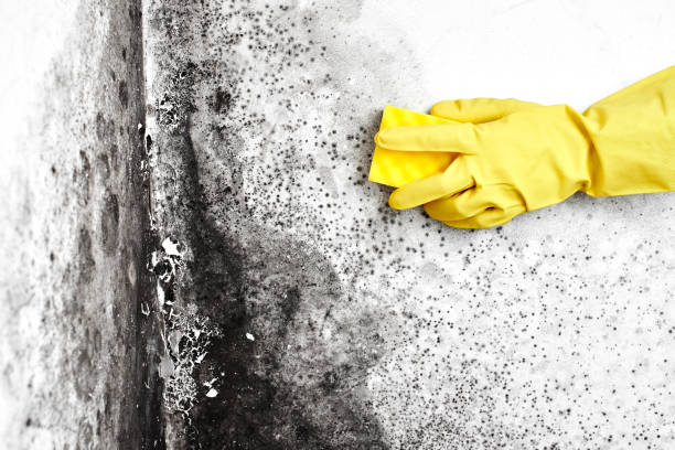 Best Fast Mold Removal  in Hawaiian Gardens, CA