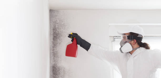 Best Certified Mold Removal  in Hawaiian Gardens, CA