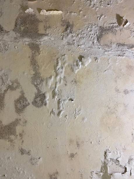 Best Mold Remediation  in Hawaiian Gardens, CA