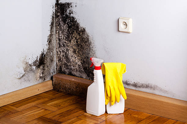 Attic Mold Removal in Hawaiian Gardens, CA
